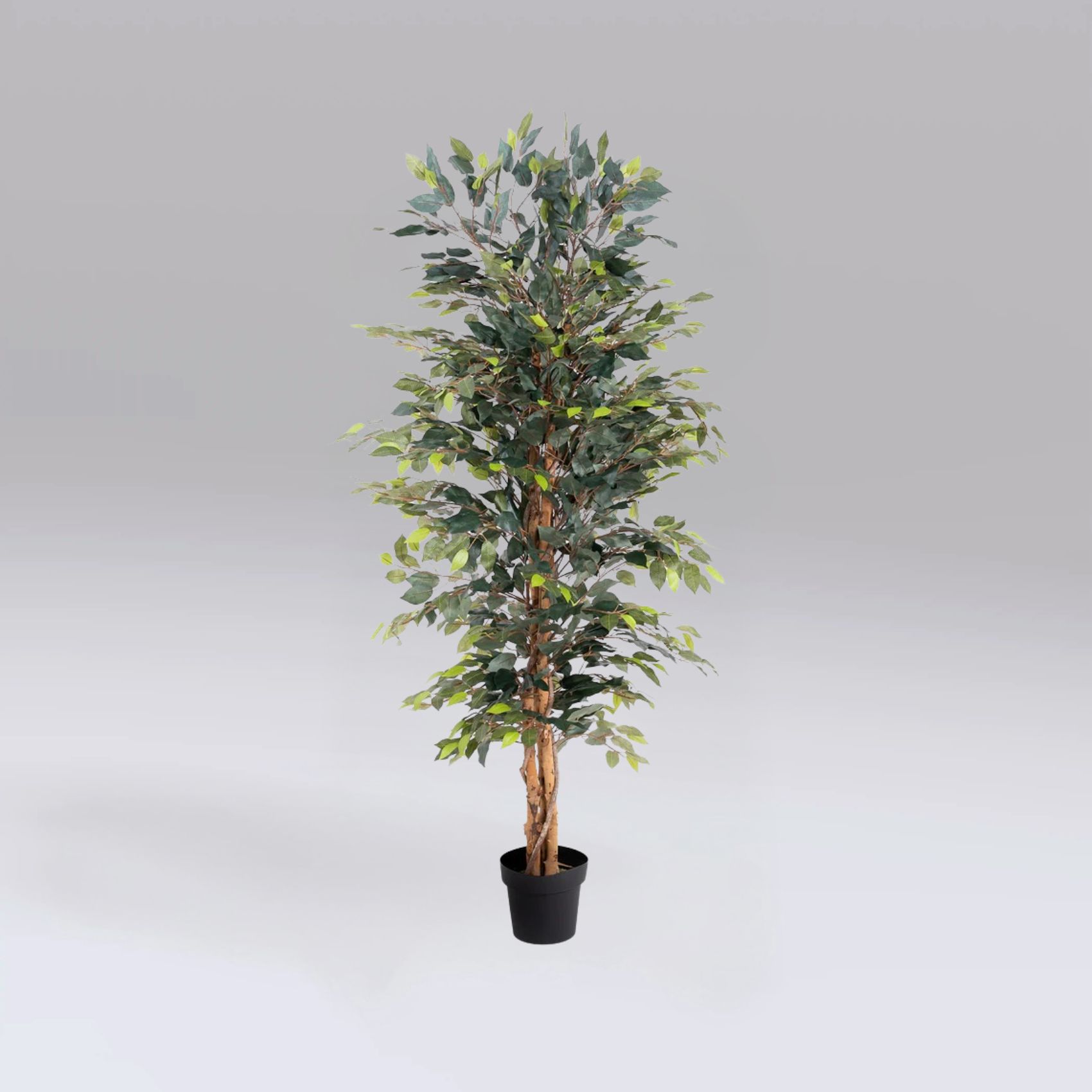 ficus tree hire, artificial tree hire, faux tree hire London, event plant hire, exhibition tree hire, wedding tree hire, hospitality plant hire, corporate event plants, venue styling hire, decorative tree hire, artificial foliage hire, indoor plant hire, office plant hire, event greenery hire, exhibition furniture hire, event décor hire, furniture hire London, artificial plants hire UK, conference furniture hire, event hire UK