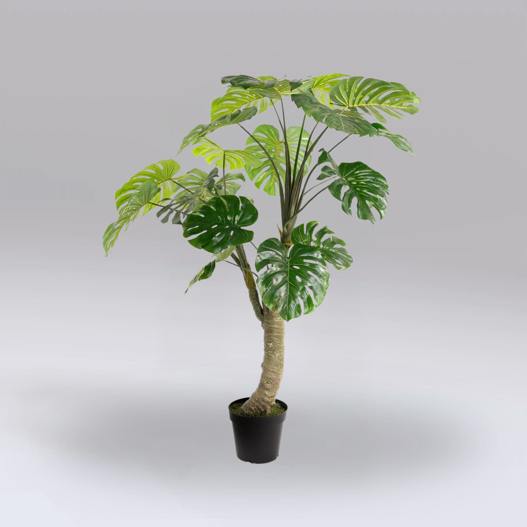 monstera plant hire, artificial monstera hire, tropical plant hire, event plant hire London, artificial plant hire, faux monstera hire, exhibition plant hire, event greenery hire, tropical event décor, hospitality plant hire, wedding plant hire, venue styling hire, corporate event décor, decorative plant hire, exhibition furniture hire, event styling hire, furniture hire London, artificial foliage hire, themed event hire, event hire UK